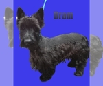 Small breeder photo