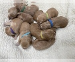 Small #1 Breeder Profile image