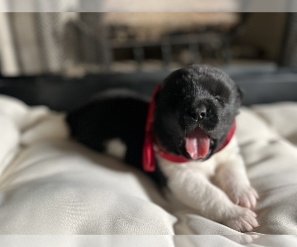 Medium Photo #35  Breeder Profile in MCDONOUGH, GA, USA