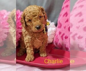 Goldendoodle (Miniature) Dog Breeder near CRAWFORDSVLLE, IA, USA