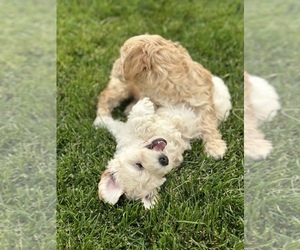 Goldendoodle-Poodle (Miniature) Mix Dog Breeder near LEHI, UT, USA