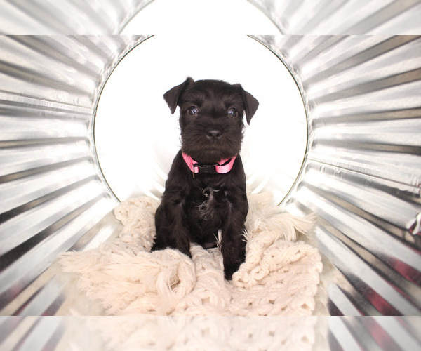 Medium Photo #1  Breeder Profile in DECATUR, AL, USA