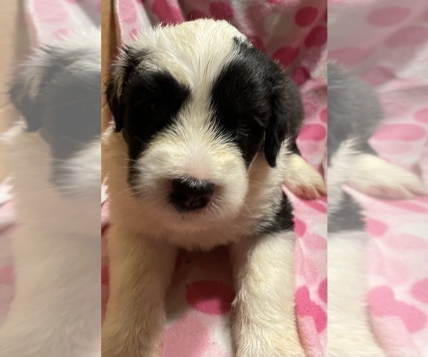 Medium Photo #8  Breeder Profile in WAKE FOREST, NC, USA