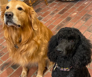 Main photo of Goldendoodle Dog Breeder near SHREVEPORT, LA, USA
