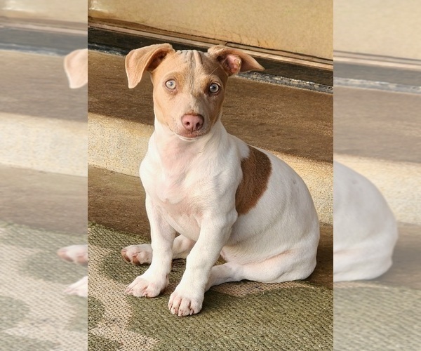 Medium Photo #4  Breeder Profile in CLAREMORE, OK, USA