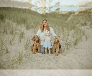 Airedale Terrier Dog Breeder near REED CITY, MI, USA