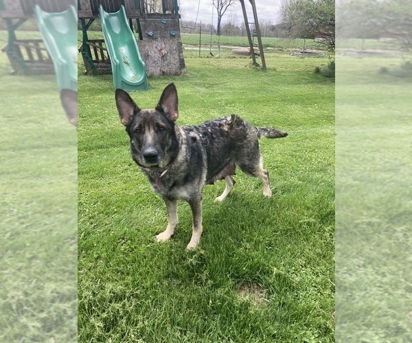 Medium Photo #3  Breeder Profile in OTTAWA, IL, USA
