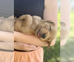 Small #23 Breeder Profile image