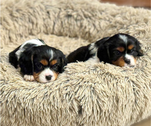 Cavalier King Charles Spaniel Dog Breeder near SANTA CLARITA, CA, USA