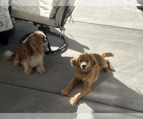 Medium Photo #4  Breeder Profile in FORT COLLINS, CO, USA