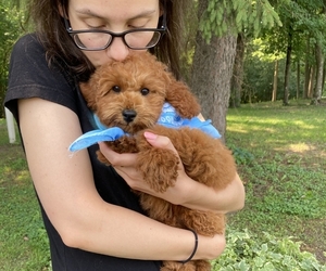 Poodle (Miniature) Dog Breeder near FREDERIC, WI, USA