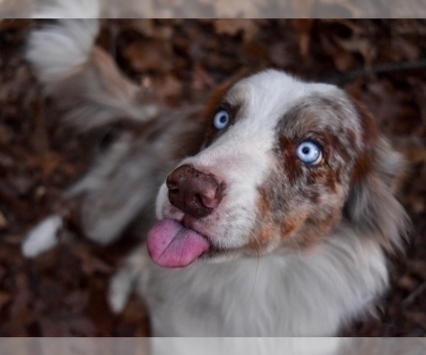 Medium Photo #19  Breeder Profile in CONWAY, MO, USA