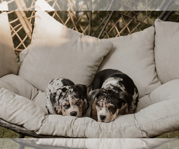 Medium Photo #20  Breeder Profile in BATTLE CREEK, MI, USA