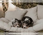 Small #19 Breeder Profile image