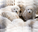 Small Photo #1  Breeder Profile in MOUNTAIN CENTER, CA, USA