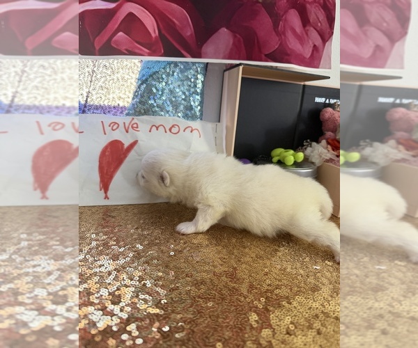 Medium Photo #9  Breeder Profile in HOLLYWOOD, FL, USA