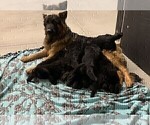 Small #4 Breeder Profile image