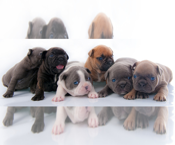 Medium Photo #1  Breeder Profile in HENRICO, VA, USA