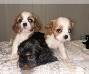 Cavalier King Charles Spaniel Dog Breeder near WAXAHACHIE, TX, USA
