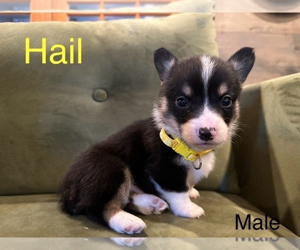 Medium Photo #19  Breeder Profile in PERKINSVILLE, VT, USA