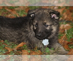 Small Photo #1  Breeder Profile in MONTROSE, MS, USA