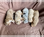 Small breeder photo