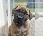 Small #6 Breeder Profile image