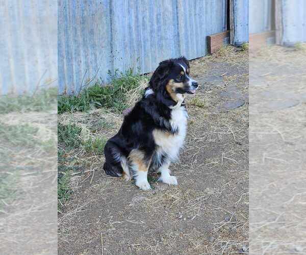 Medium Photo #3  Breeder Profile in SALEM, OR, USA