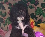 Small #2 Breeder Profile image