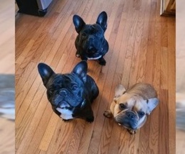 Medium Photo #1  Breeder Profile in LEES SUMMIT, MO, USA