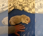 Small #5 Breeder Profile image