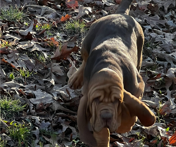 Medium Photo #2  Breeder Profile in UNIONTOWN, AR, USA