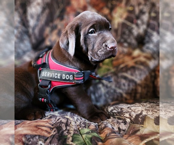 Medium Photo #1  Breeder Profile in TAZEWELL, VA, USA
