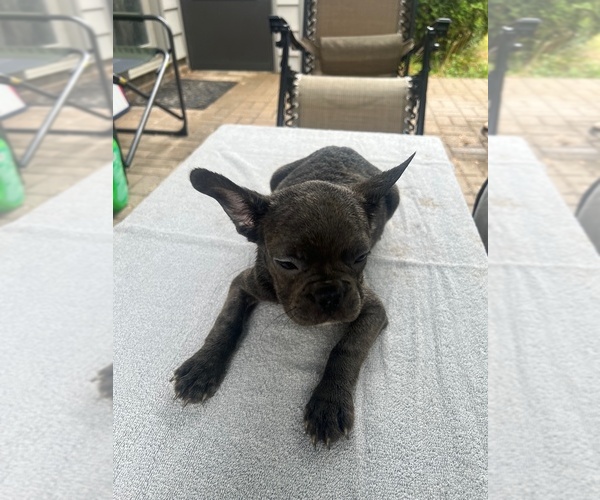 Medium Photo #2  Breeder Profile in FORT WAYNE, IN, USA