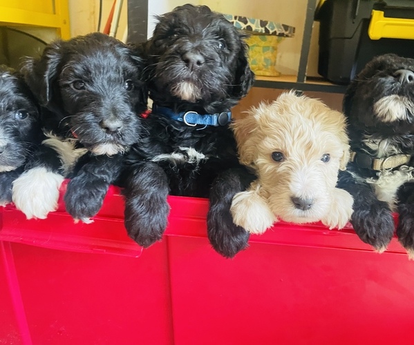 Medium Photo #1  Breeder Profile in LILBURN, GA, USA