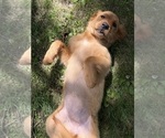 Small #12 Breeder Profile image