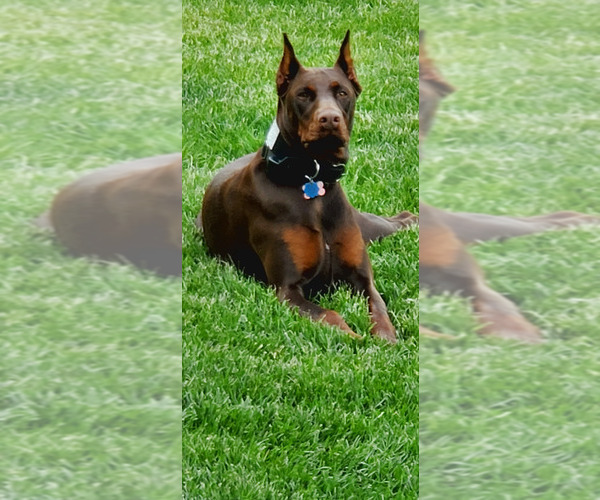 Medium Photo #3  Breeder Profile in ALLIANCE, OH, USA