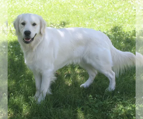 Medium Photo #4  Breeder Profile in PASADENA, MD, USA