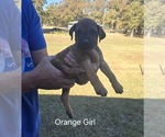 Small #43 Breeder Profile image