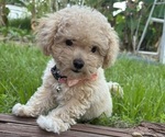 Small breeder photo