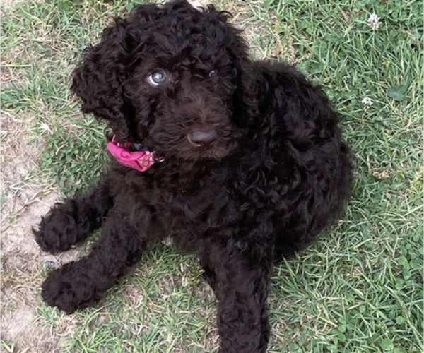 Medium Photo #20  Breeder Profile in DEXTER, MO, USA