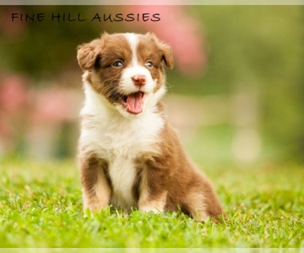 Medium Photo #1  Breeder Profile in Franklinville, NC, USA