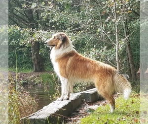Collie Dog Breeder near LEESVILLE, SC, USA