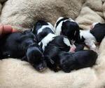 Small breeder photo
