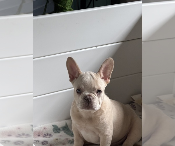 Medium Photo #5  Breeder Profile in OZARK, AL, USA