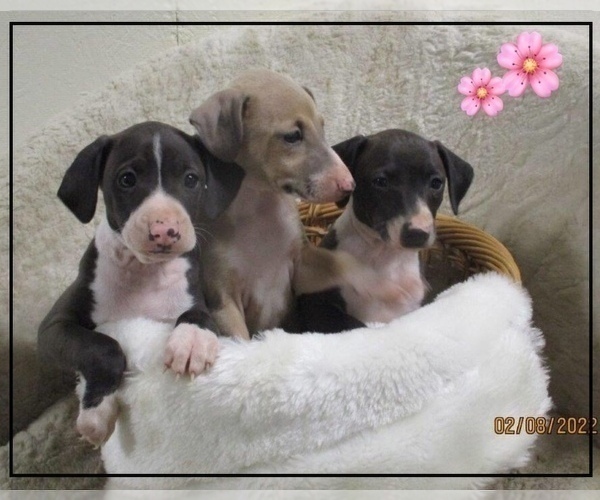 Medium Photo #1  Breeder Profile in MARYVILLE, MO, USA