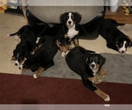 Small breeder photo