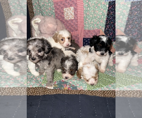 Medium Photo #16  Breeder Profile in MUNFORDVILLE, KY, USA