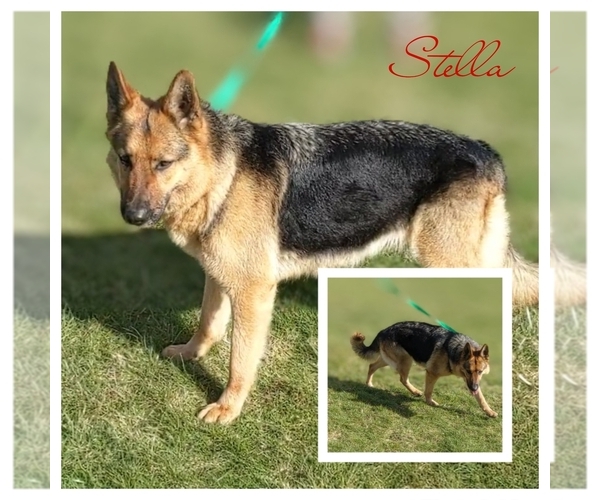 Medium Photo #11  Breeder Profile in MOLALLA, OR, USA