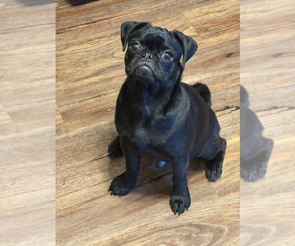 Medium Photo #2  Breeder Profile in SALEM, OR, USA